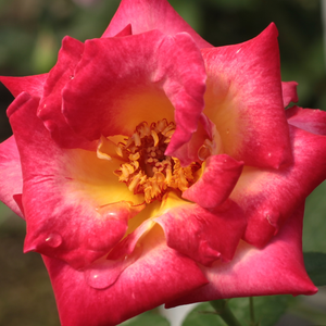 Narudžba ruža - floribunda-grandiflora ruža  - žuta - crvena - Rosa  Dick Clark - intenzivan miris ruže - Christian Bédard, Tom Carruth - -